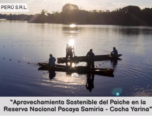 Aprovechamiento Sostenible del Paiche en la Reserva Nacional Pacaya Samiria – Cocha Yarina