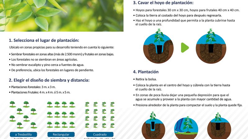 Forestación con plantas nativas y exóticas e instalación de frutales en ...