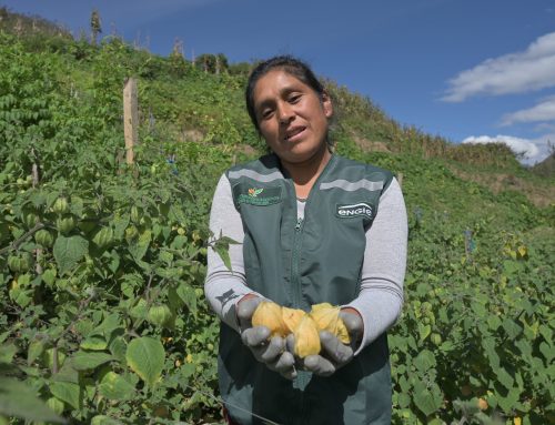 Agroempredimientos: Programa de desarrollo productivo y encadenamiento comercial