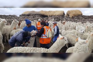 MEDIANA MINERÍA