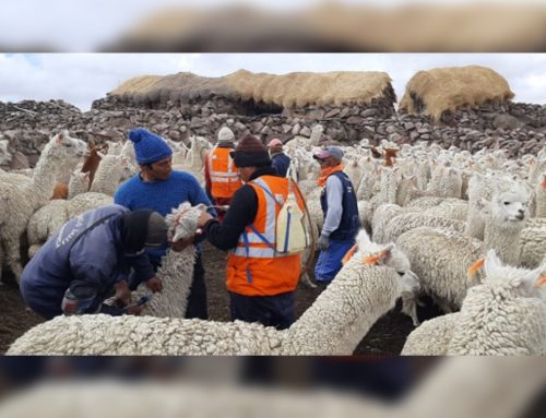 Fortaleciendo el manejo técnico de camélidos sudamericanos y domésticos en el corredor Pampas Galeras