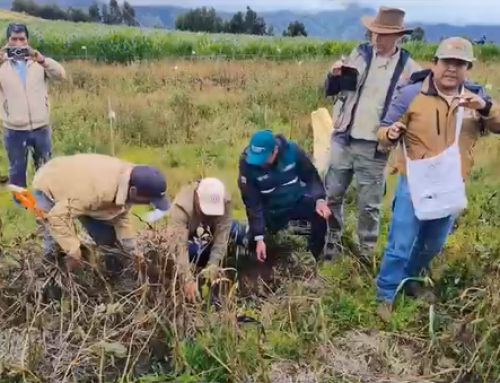 Agricultura regenerativa andina: Practicas innovadoras para producción sostenible en La Libertad