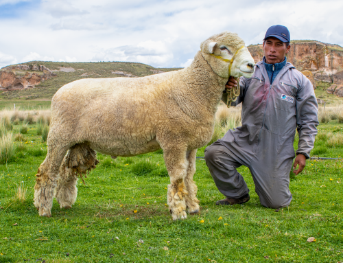 Programa de Desarrollo Económico Antapaccay: “La tecnificación de la cadena de valor agropecuaria para generar prosperidad en el territorio” – Espinar