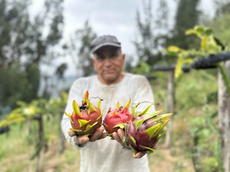 Del Ande florece esperanza y futuro con agricultura