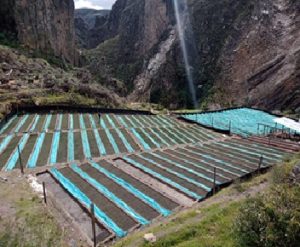 Restauración de áreas degradadas mediante campañas de Reforestación, en el distrito de Sanagorán