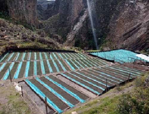 Restauración de áreas degradadas mediante campañas de Reforestación, en el distrito de Sanagorán,  Sanchez Carrión, La Libertad. De Unidad Minera La Arena ZiJin Mining Group Co., Ltd