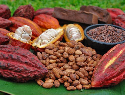 Proyecto para la Promoción y el Desarrollo de la Cadena Productiva de Cacao en  Comunidades Nativas del Tramo II del Oleoducto Norperuano.