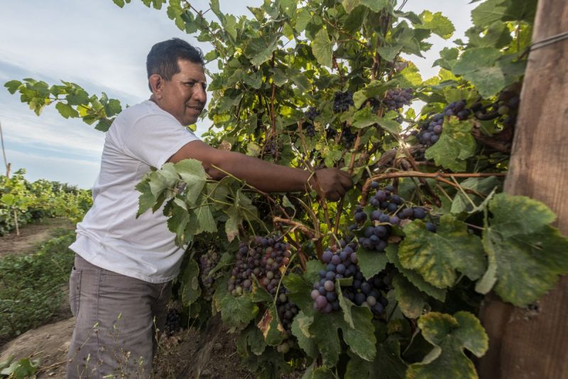 Alianza estratégica para el desarrollo agrícola de exportación en la provincia de Huarmey, de la Agencia Agraria Huarmey