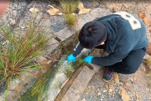 Biorremediación de un Drenaje Ácido de Minas Sintético Mediante la Aplicación y Optimización de Consorcios Microbianos Sulfidogénicos; de la Universidad Nacional de Cajamarca