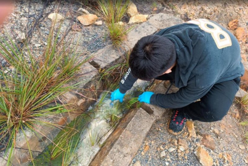 Biorremediación de un Drenaje Ácido de Minas Sintético Mediante la Aplicación y Optimización de Consorcios Microbianos Sulfidogénicos; de la Universidad Nacional de Cajamarca