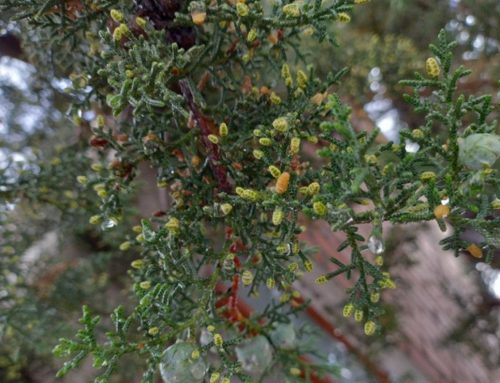 Intercepción de lluvia y retención hídrica en bosques altoandinos