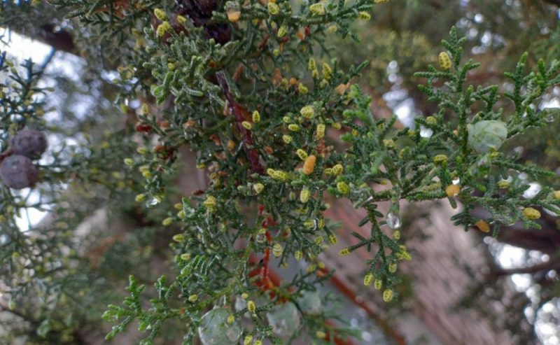 "Intercepción de lluvia y retención hídrica en bosques altoandinos"