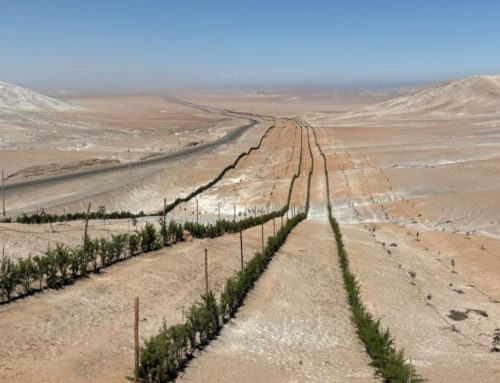 Proyecto de Cercos Vivos y Reconversión Agroforestal