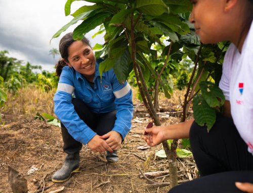 IKam Kuitamat 2. Proyecto de Cacao para comunidades nativas